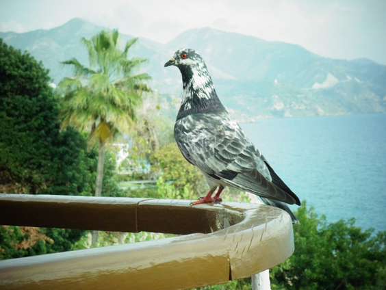 Kettingreactie 8 december 2021