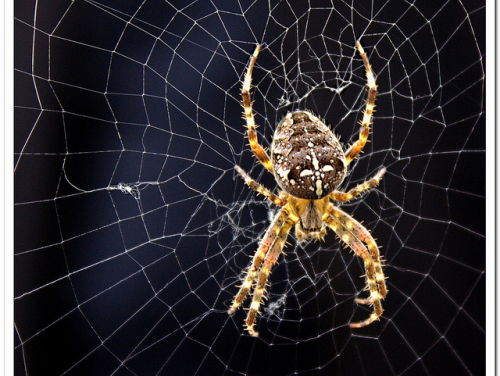 19:05 Gedicht: Ik haat reizen, zei ze, van Dick Hillenius