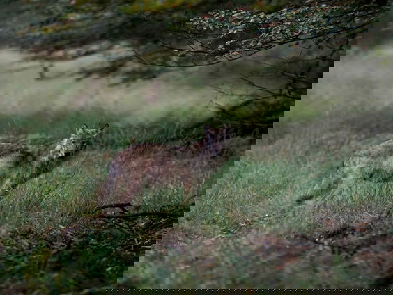 Eerste paal geslagen voor Fries 'wolvenhek'