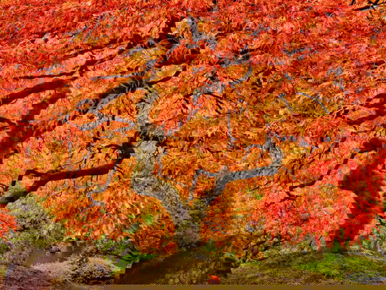 Gedicht: Herfstproeve, van Yang Mu