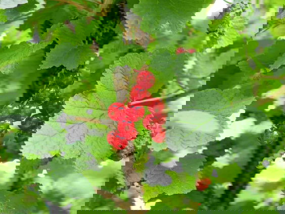 Gedicht: Nazomer, van Boris Pasternak