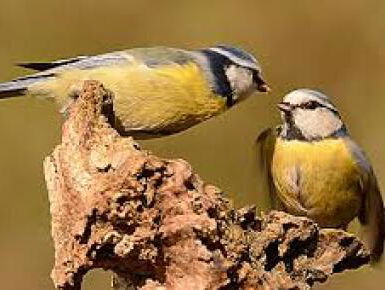 19:05: Poëzie - De mezen van Maria de Groot
