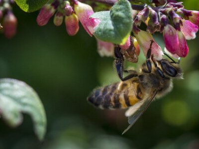 Help de bij een handje met Bee Friendly