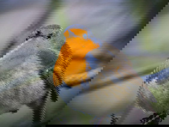 Lekkere Track: Roodborstje tikt