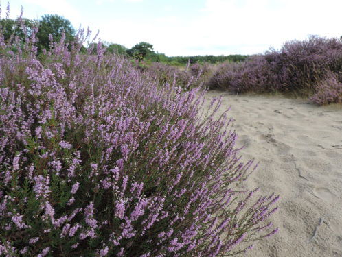 19:30 Hollandsche Nieuwe! Mariette Petkova speelt alle preludes van Debussy/IV Bruyères