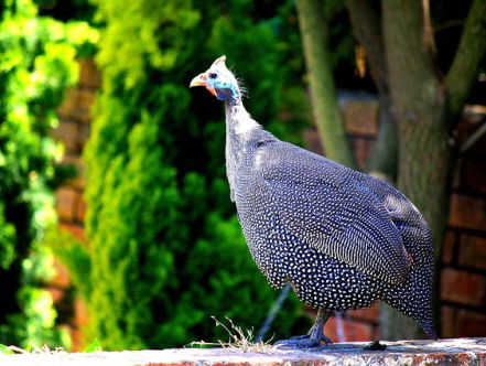 19:45 Liedcyclus: Histoires naturelle van Ravel nr. 5 "La pintade"