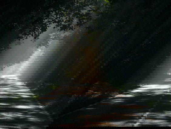 Amy's Schrijf van Vijf