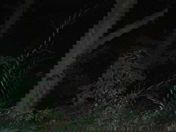 Gedicht: het gaat helemaal mis met de sering, van Estelle Boelsma