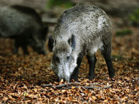 Het weekend van Niko Koffeman
