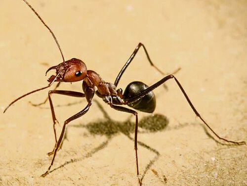 19:14 Gedicht: Psalm III, van Leo Vroman