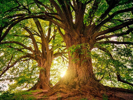 Gedicht: Dat groeit maar, van Erik Menkveld