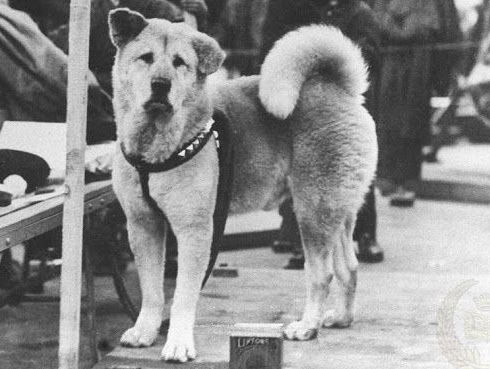 Lekkere Track: Een trouwe hond