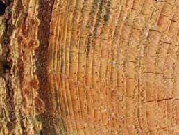 19:05 Gedicht: Lichtzinnig gesprek, van Czeslaw Milosz