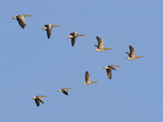Gedicht: Ganzen, van Rutger Kopland