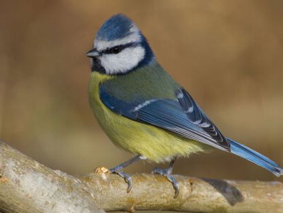 19:20 Brief van Rosa Luxemburg, Tsitsi bé