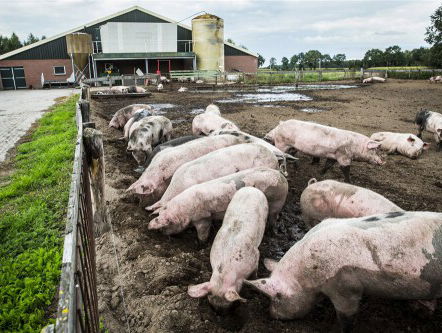 Het stikstofprobleem: hoe lossen we het op?