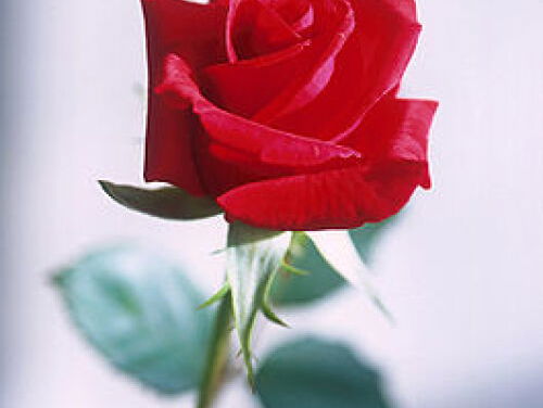 19:05 Gedicht: Niets tweemaal, van Wislawa Szymborska