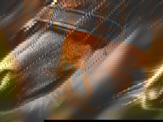 Lekkere Track: Te paard