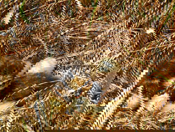 Kettingreactie 15 november 2021