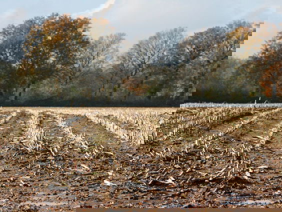 Gedicht: Stoppelvelden van H.H. ter Balkt