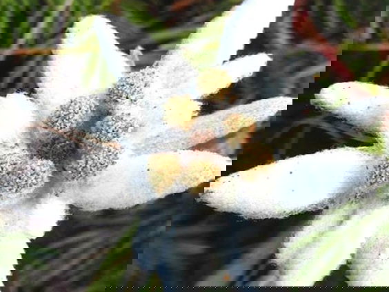 Hollandse Nieuwe! Amulet van Moore & Berner, deel 2: Edelweiss