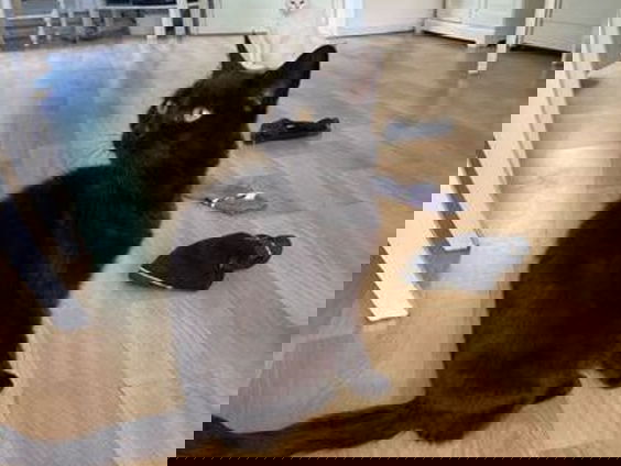 Mooi Moment: Kleptokat