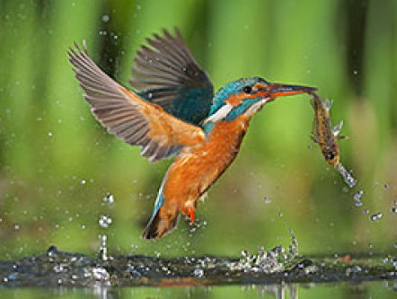 19:45 Liedcyclus - Histoires naturelles van Ravel, nr. 4 'Le martin-pêcheur'