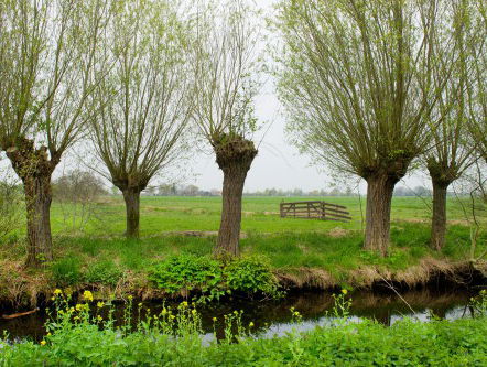 19:13u Gedicht: De wilgen, van Hanny Michaelis