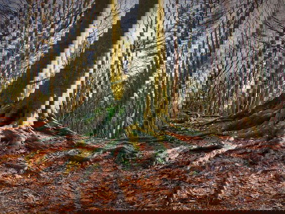 Gedicht: Beuken, van Jan van Nijlen