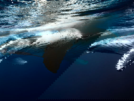 Lekkere Track: De zingende bultrug