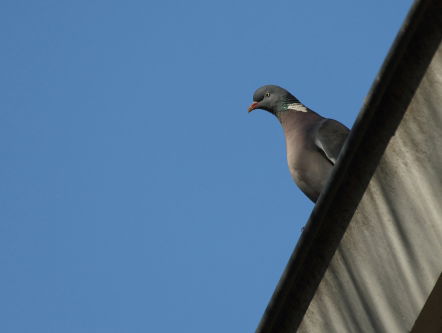 19:05 Poëzie: Verantwoordelijk, van Erik Menkveld