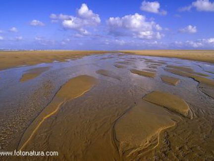 Zomertonen uit Noord Nederland: het Wad