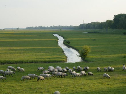 19:05 Gedicht: Schapen, van Rutger Kopland