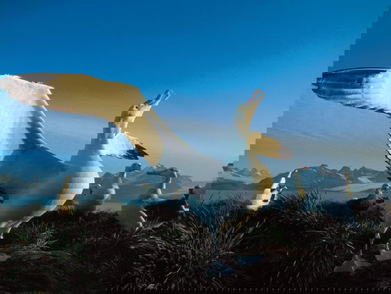 Gedicht: De Albatros van Baudelaire