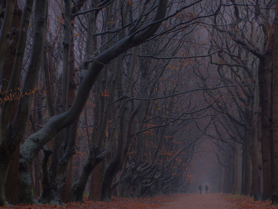 Gedicht: Wintermorgen in het bos, van Nel Benschop