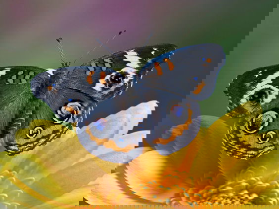 Gedicht: Vlinder, van Iosif Brodski