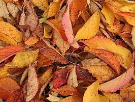 Gedicht: Herfstdag, van Rilke