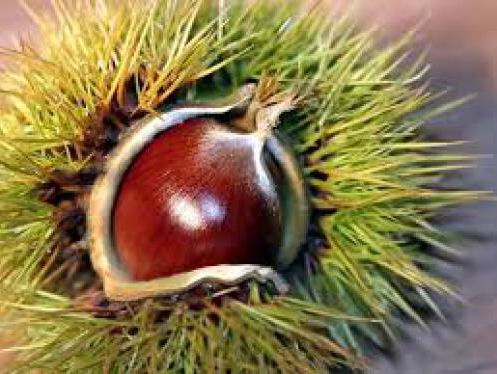 19:13u Gedicht: De kastanje, van Tom van Deel