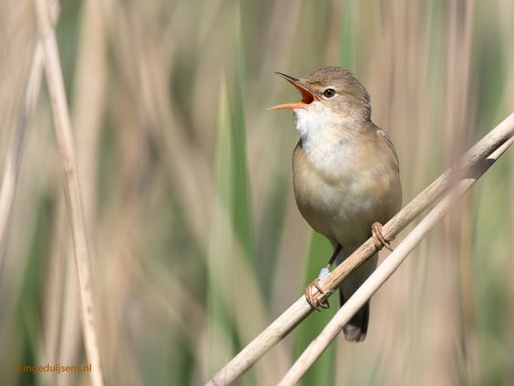 Gedicht: Het zingen van de wereld, van Marc Tritsmans
