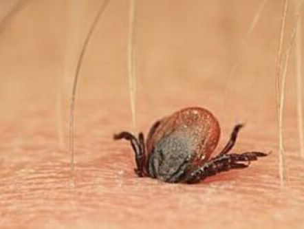 19:13u Gedicht: Loflied op de teek, van Hans Dorrestijn