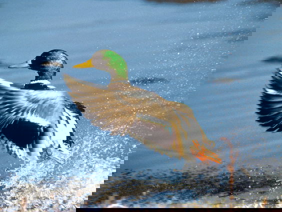 Kettingreactie 11 november 2021