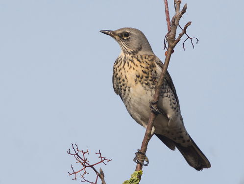19:05 Gedicht: Trekvogel