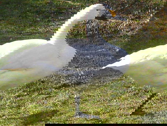 Kettingreactie 29 november 2021