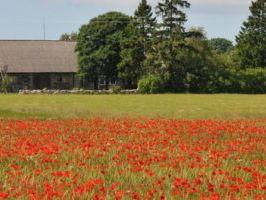 Hollandse Nieuwe! Distant light van Peteris Vasks & Daniel Rowland, deel 3: Lonely angel