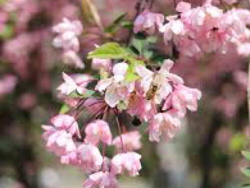 19:05 Gedicht: Mei (fragment), van Herman Gorter