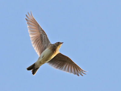 Gedicht: Aan de leeuwerke in de lucht, van Guido Gezelle
