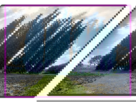 Finaleweek buitenkunstverkiezing: De Groene Kathedraal