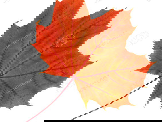 Gedicht: Esdoornblad, van Shu Ting