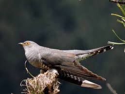 Lekkere Track: Le Coucou - Louis-Claude Daquin