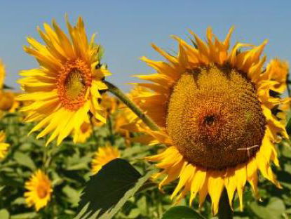 Lekkere Track: Fanfarria y pajarillo